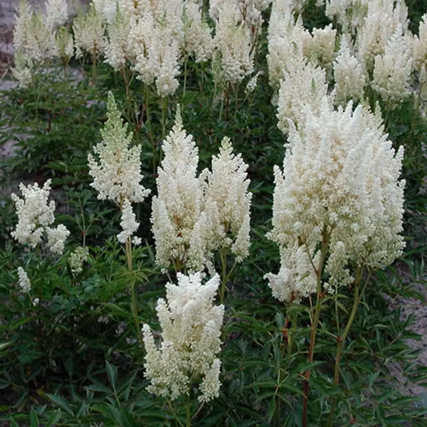 6 x Astilbe Arendsii 'Weisse Gloria' | Vaso da 9x9 cm