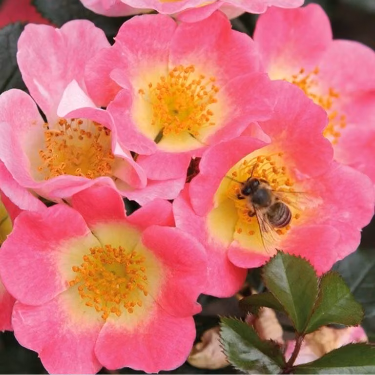 Rosa - Kordes Nektar Rose - Rosa 'Topolina'