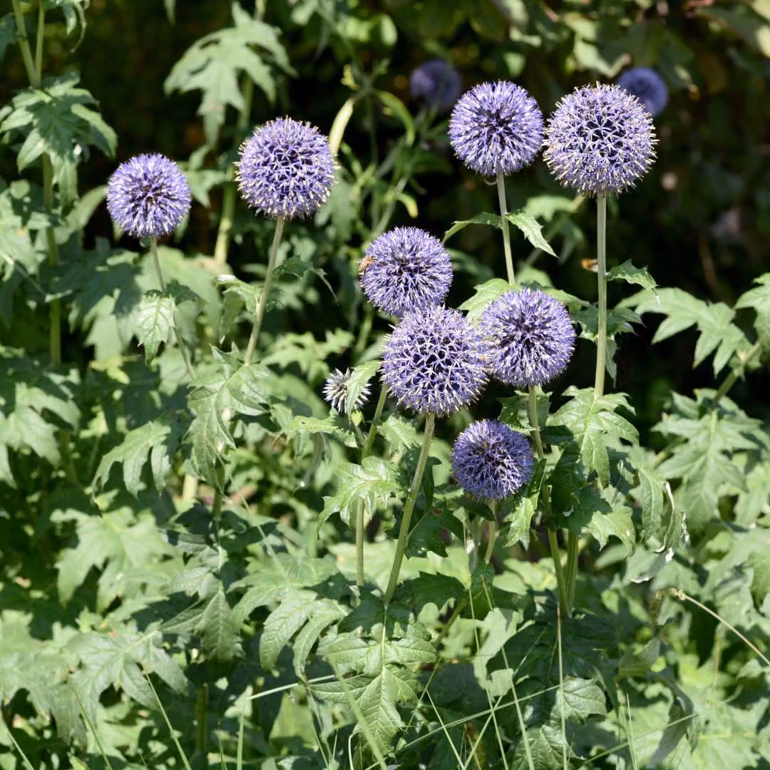 Cardo sferico (Echinops ritro) - 6 piante, 10-25cm, Ø9cm - Piante perenni