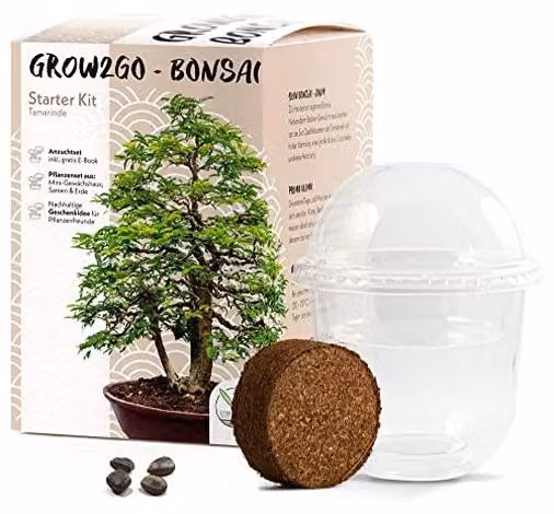 Kit per principianti per la coltivazione di bonsai, con semi di tamarindo e mini serra