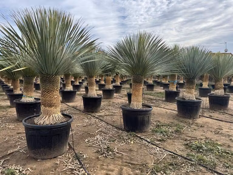 Sunny Tree - Yucca Rostrata - Palma - Altezza del tronco 50/60 cm - 160 cm - Resistente al freddo - Yucca