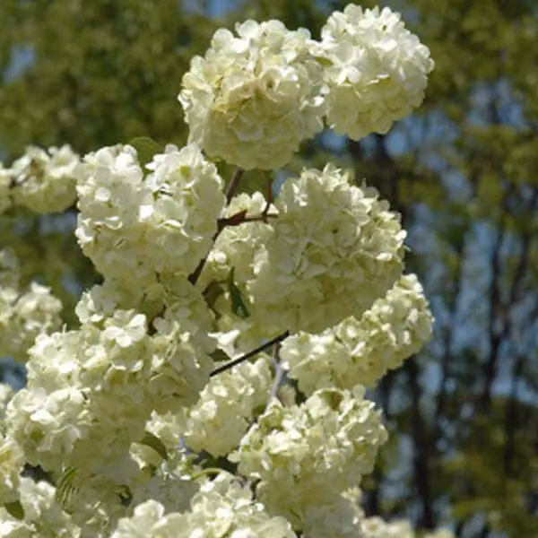 Schneeball - Viburnum plicatum 'Grandiflorum' | 40-60 cm in vaso
