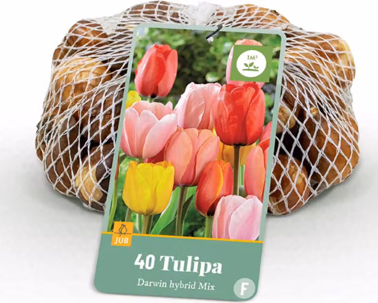 Bulbi da fiore - Tulipano 'Darwin Hybrid Mix' - Vari colori - 40 pezzi - Bulbo misura 10/12 - 20-50cm - Ø5cm - Pianta da giardino - Multideal