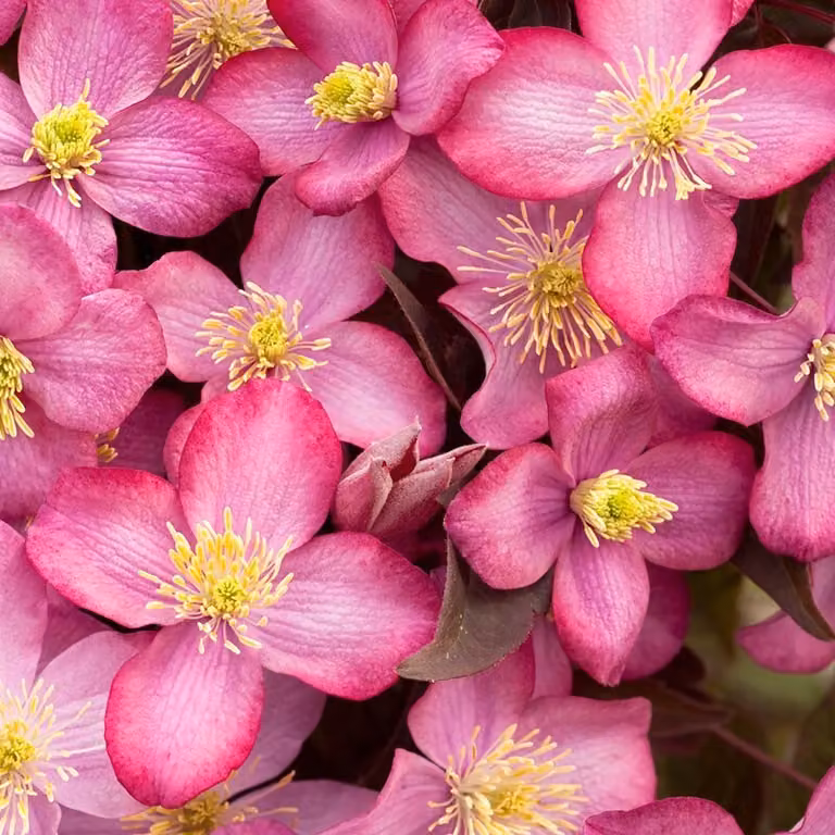 2 piante di *Clematis montana* 'Freda' | Altezza: 50-60 cm, fornite in vaso