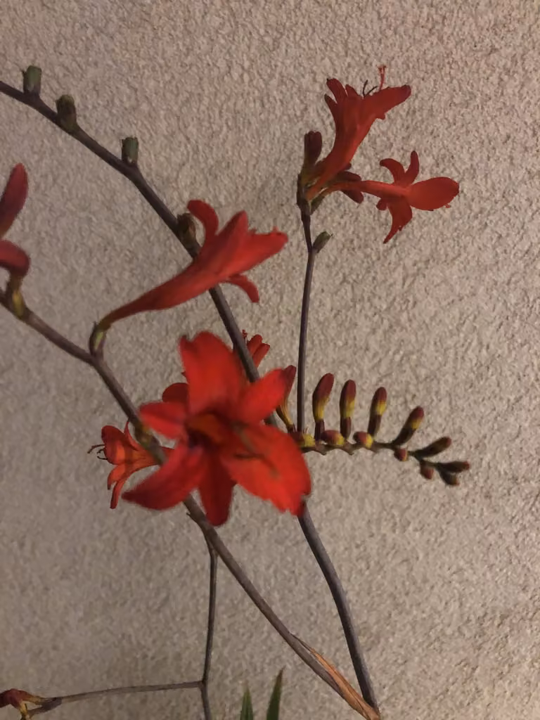 6 x Crocosmia hybr. Lucifer' - Montbretia im 9x9 cm Topf