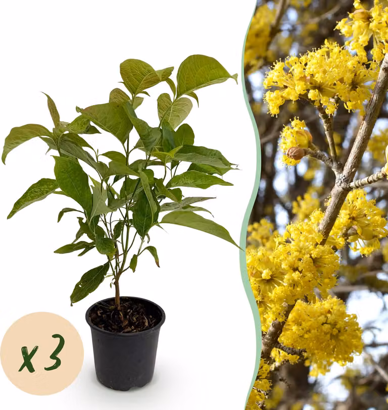 Cornus mas - Fiore giallo - 3 piante - Deciduo - Bassa manutenzione - 25-35cm - Ø12cm - Pianta da giardino