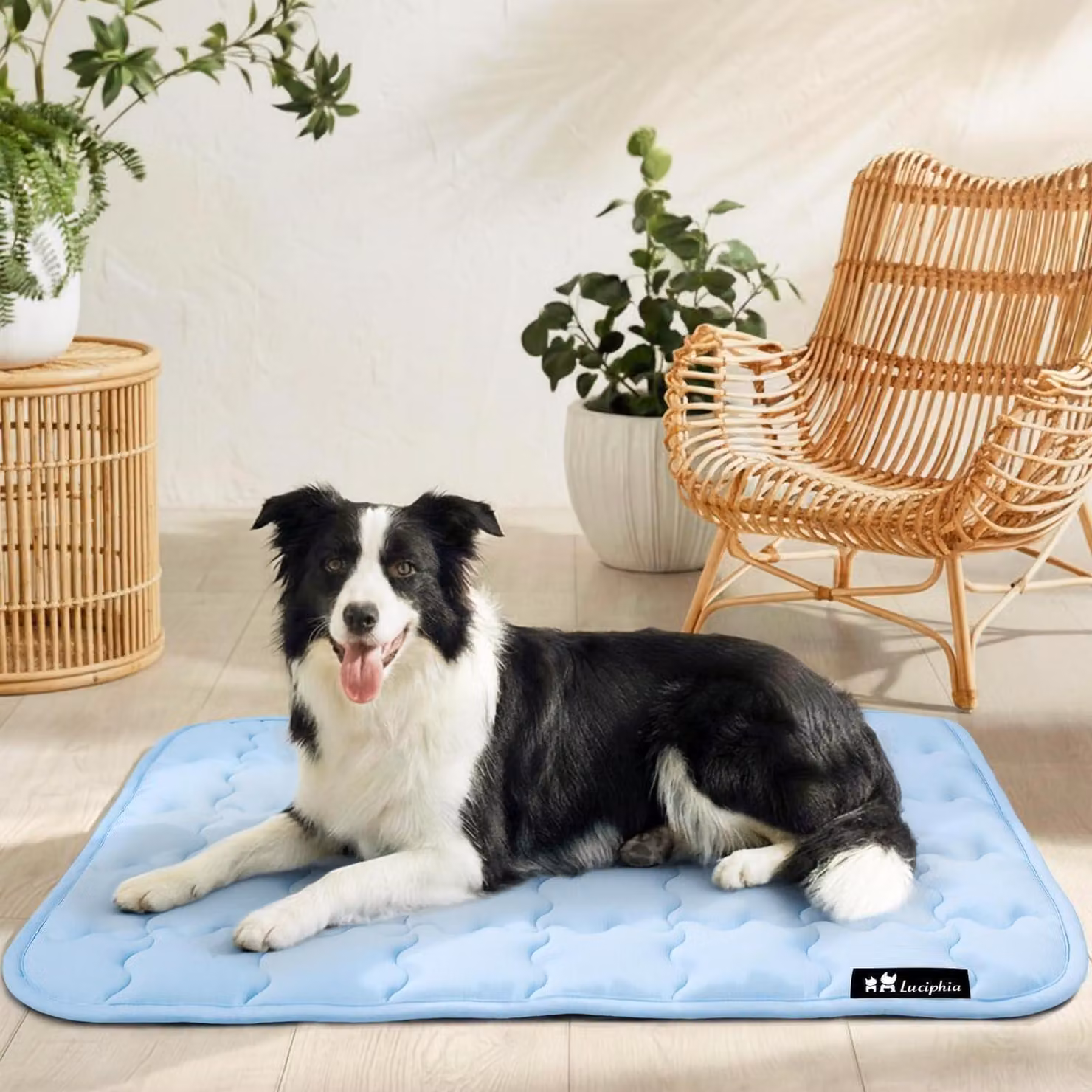 Tappetino refrigerante per cani e gatti, autorigenerante, azzurro chiaro, 102 x 153 cm