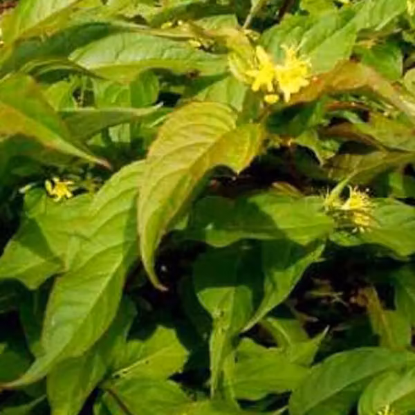 2 piante di Weigela americana (Diervilla splendens) | Altezza: 40-60 cm, fornite in vaso