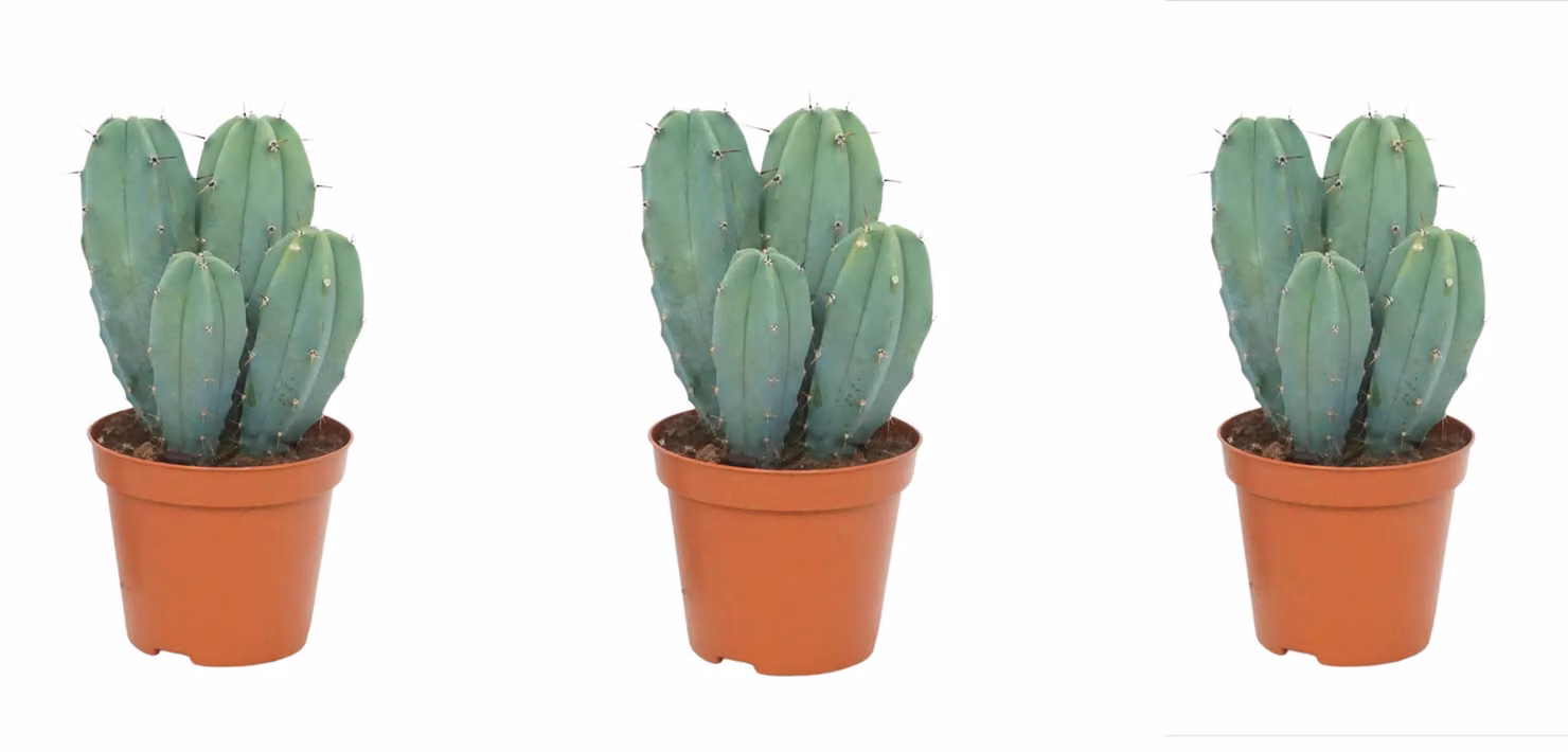 Set di cactus colonnari in confezione da 3