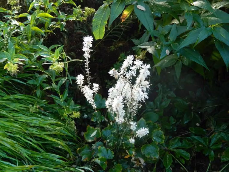 6 x Tiarella wherryi - fiore di schiuma - vaso 9 x 9 cm