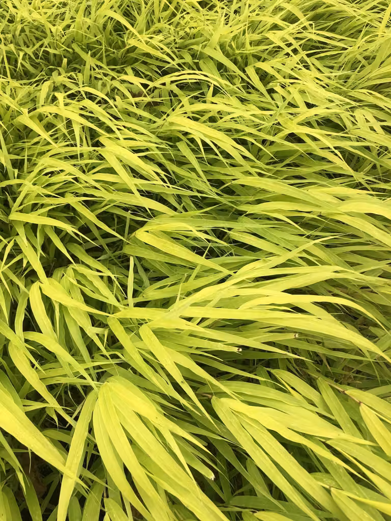 6 x Hakonechloa macra 'All Gold' - Erba di montagna giapponese in vaso 9x9 cm