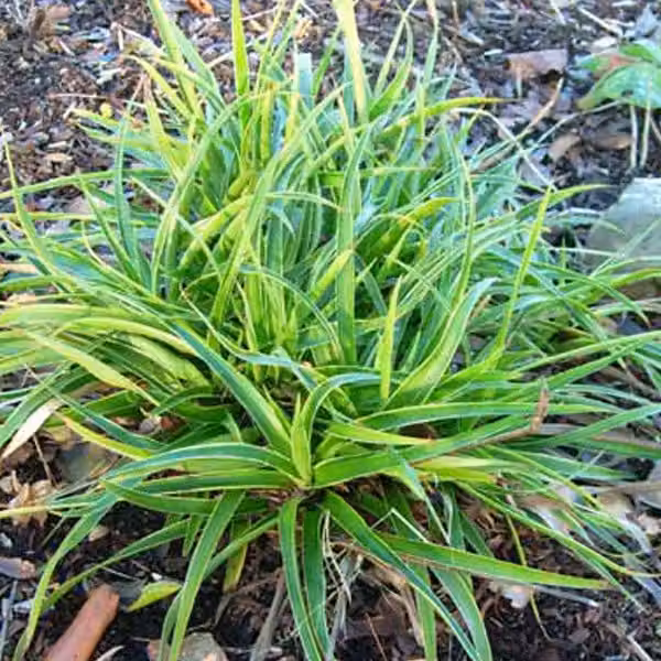 6 piante di *Luzula sylvatica* 'Marginata' (Marbel), in vaso da 9x9 cm