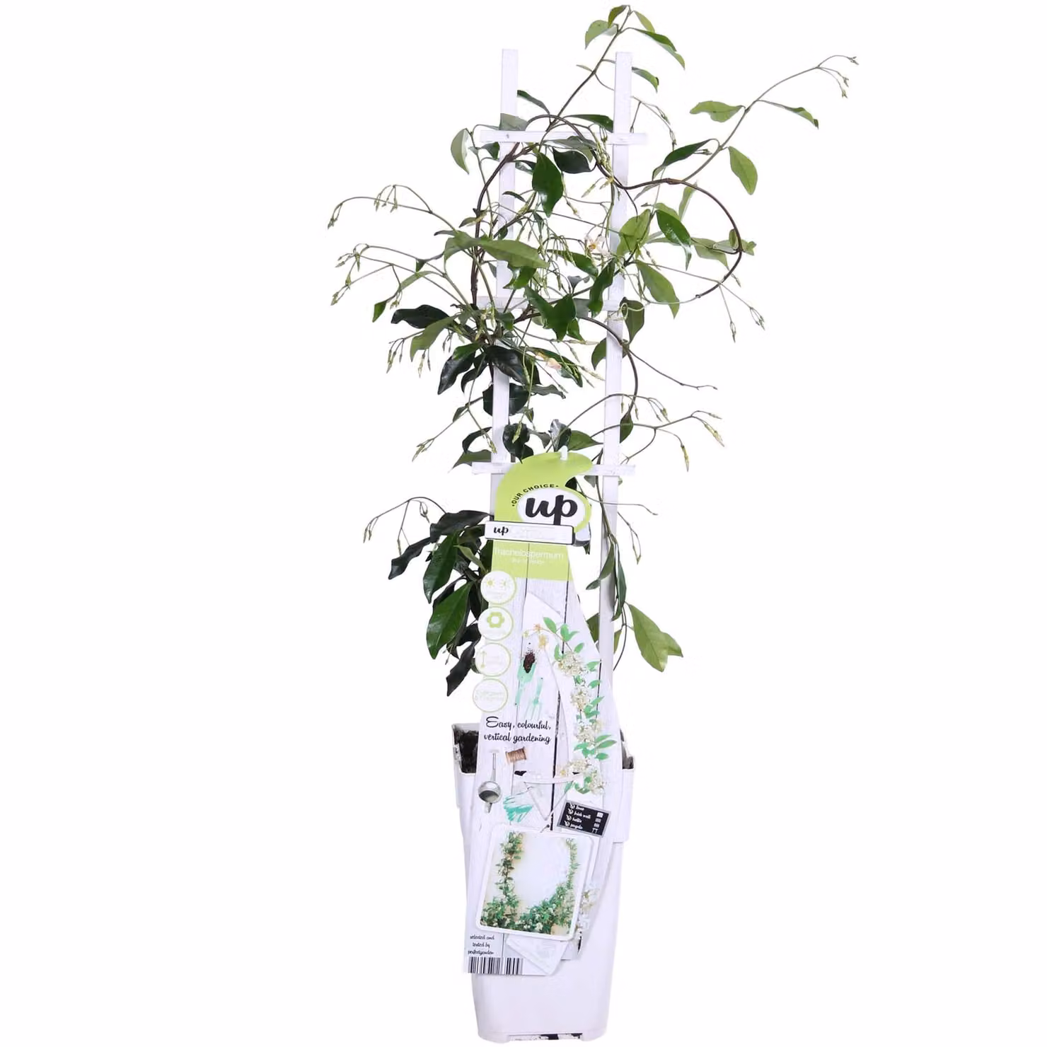 Trachelospermum 'Star Of Venice' - ↨65Cm - Ø15