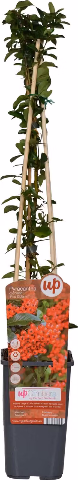 Pungitopo mediterraneo 'Red Column' - Ø15cm - ↕65cm