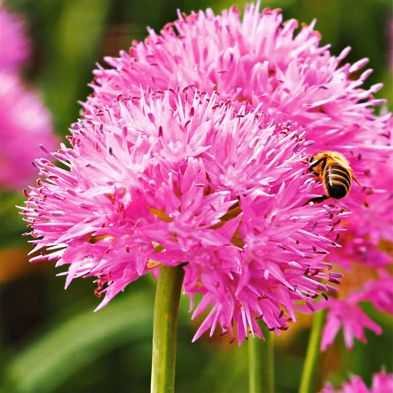 Bulbi da fiore Bulbi Porro ornamentale Allium Carolinianum 3 pz.