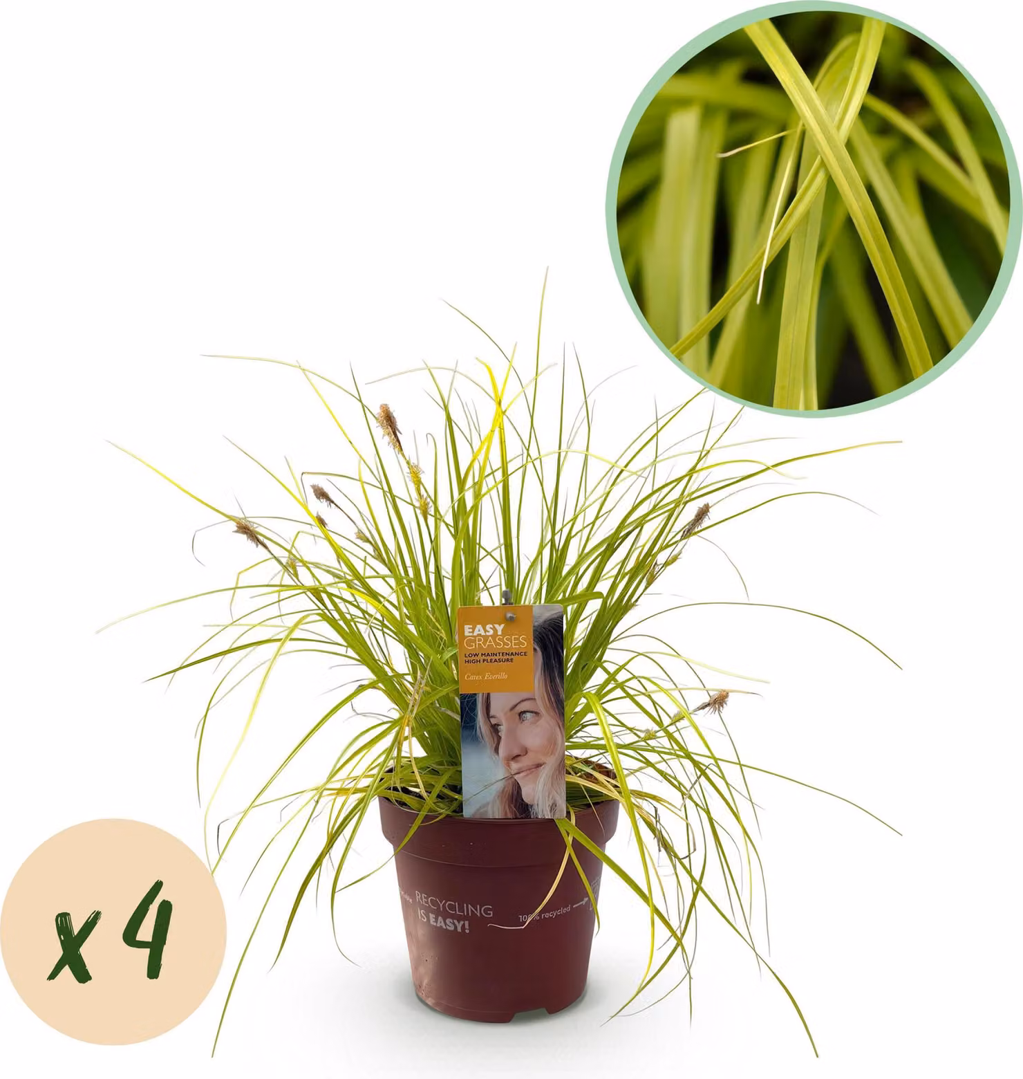 Erbe ornamentali - Carex oshimensis Everillo - Giallo - 4 Piante - Sempreverde - Bassa manutenzione - 40-50cm - Ø17cm - Pianta da giardino