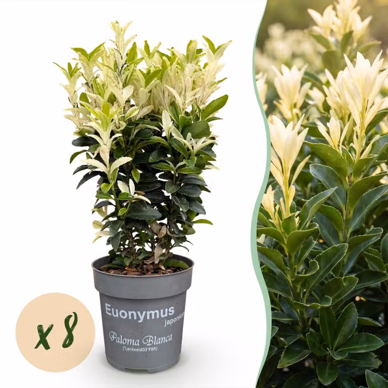 Euonymus japonica Paloma Blanca - Foglie verdi e bianche - 8 piante - 1 metro di lunghezza - Sempreverde - 20-35cm - Ø9cm - Pianta da giardino