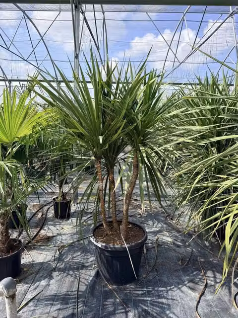CORDYLINE AUSTRALIS MULTITRONCO 60 Lt.90