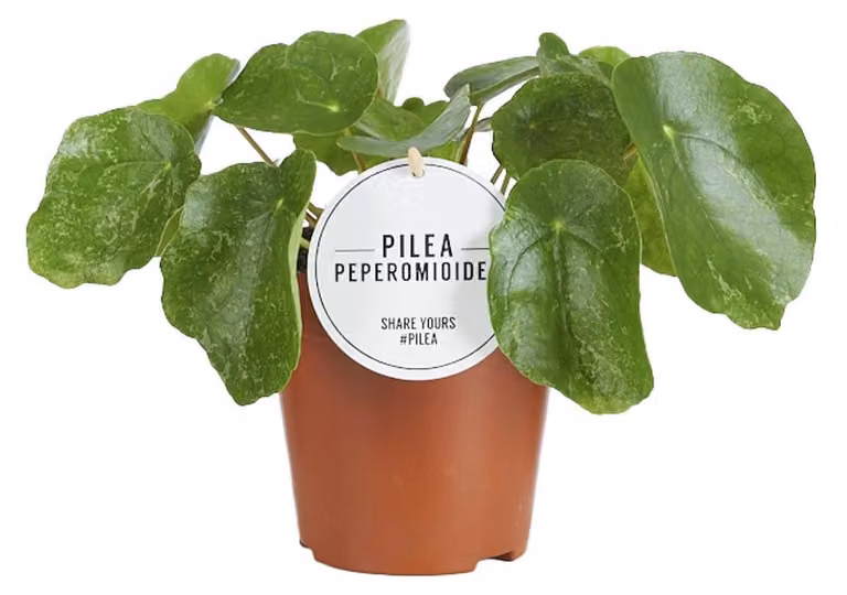 Zucchero Pilea - 20cm - Ø13cm - Pianta d'appartamento - Sempreverde