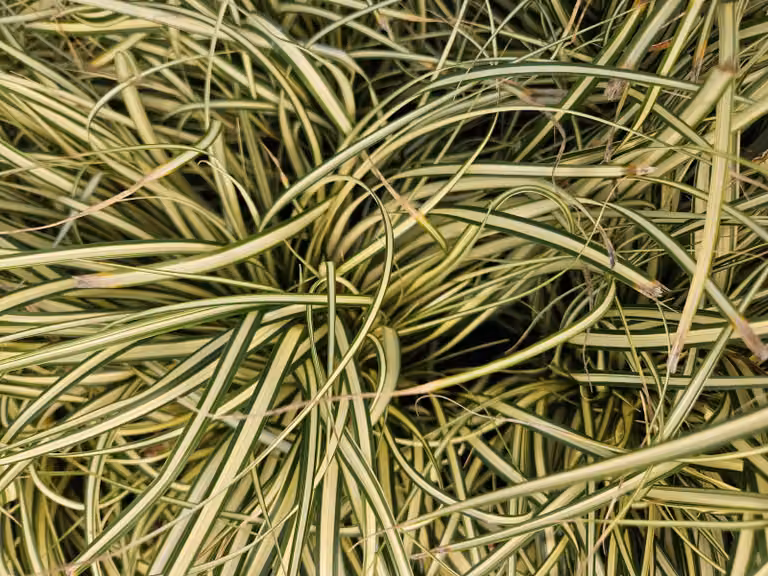 Carice dorata Carex oshimensis 'Evergold' 10-25cm, Ø9cm, 6 piante, tappezzante