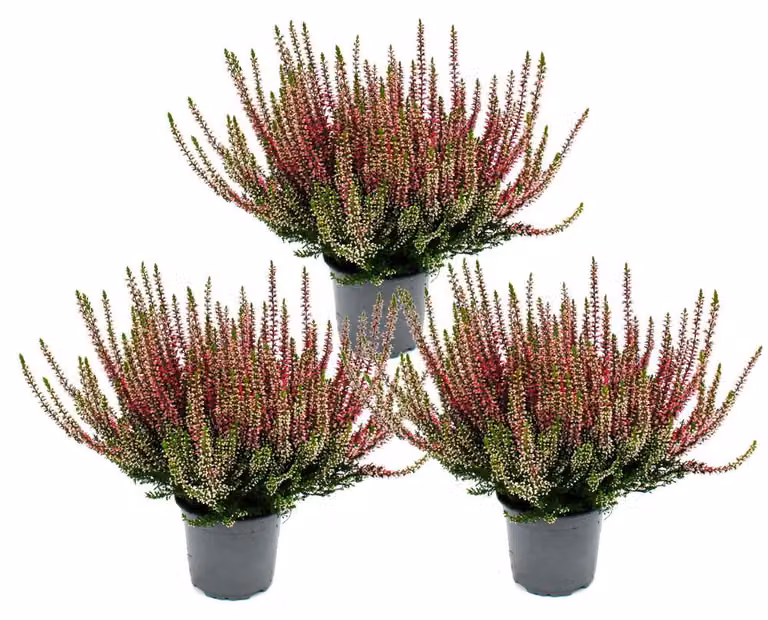 Calluna vulgaris - set di 3 piante - erica comune - erica - resistente al gelo - vaso da 11 cm - rosa