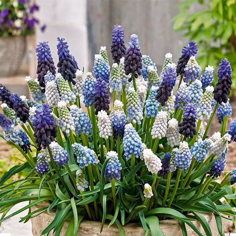 Bulbi di muscari - Miscela blu e bianco - 50 pezzi - Fioritura primaverile