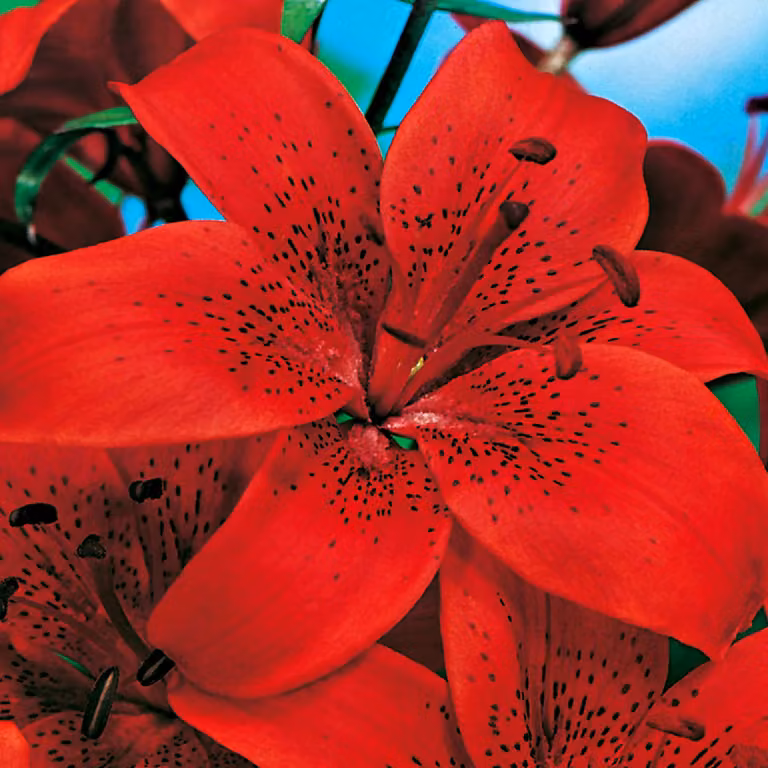 Gigli Bulbi Fiori Giglio asiatico Diabora 1 pz.