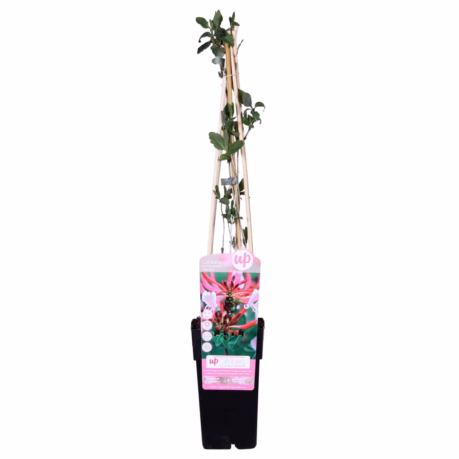 Lonicera Periclymenum 'Serotina' - ↨65Cm - Ø15