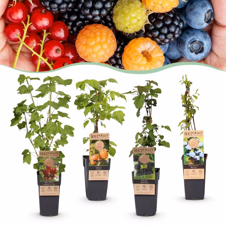 Miscela di Ribes -Rubes-Vaccinium - Arcobaleno - Difficile - Mirtillo rosso - Mora - Lampone giallo - Mirtillo - 4 piante - 40-50cm - Ø15cm - Pianta da giardino
