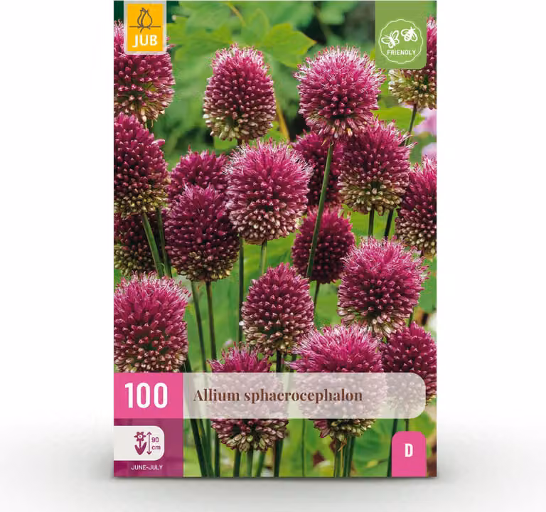 Bulbi da fiore - Allium 'Sphaerocephalon' - Viola - 100 piante - Bulbo misura 5/6 - 50-150cm - Ø10cm - Pianta da giardino - Multideal