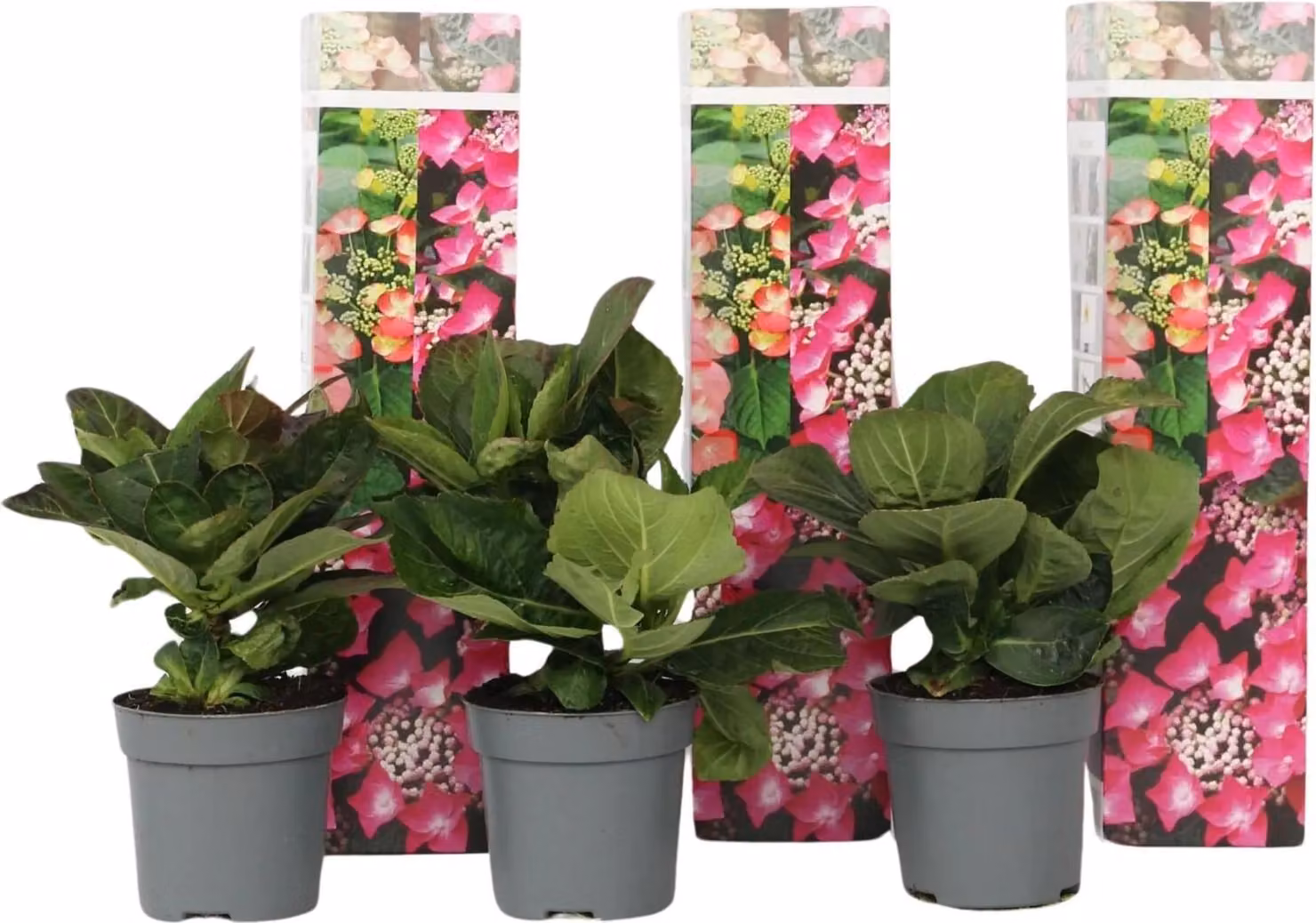 set di 3 ortensie 'Red Bull' - hydrangea macrophylla - resistenti, 20-30 cm incl. vaso