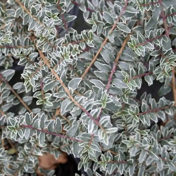2 piante di *Lonicera nitida* "Silver Beauty", adatte a siepi, in vaso, altezza 25-30 cm