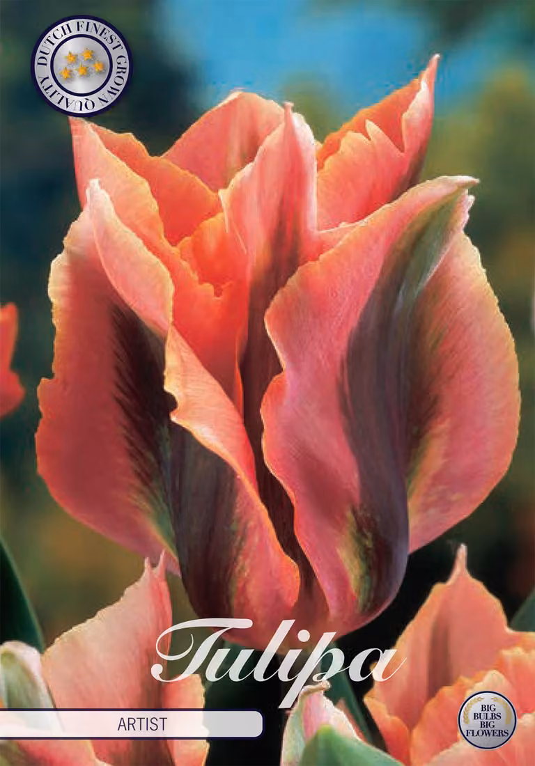 Tulipano Artist (7 bulbi) | Bulbi di tulipano di Sam van Schooten