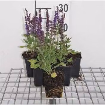 6 x Salvia nem. 'blue queen' - Muschio stellare - vaso 9 x 9 cm