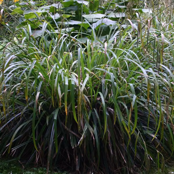 6 piante di Carex pendula (erba delle paludi pendula), vaso da 9x9 cm