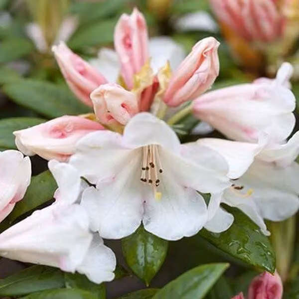 Rhododendron 'Grumpy' | 30-40 cm in vaso