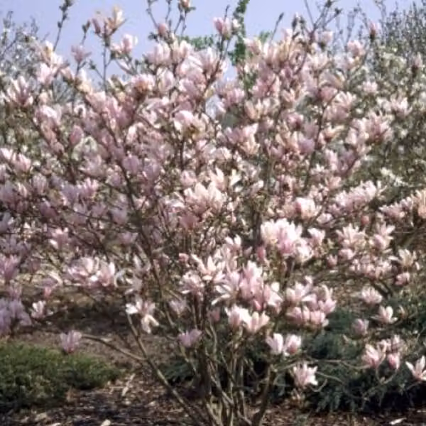Magnolie - Magnolia 'George Henry Kern' | 60-80 cm in vaso