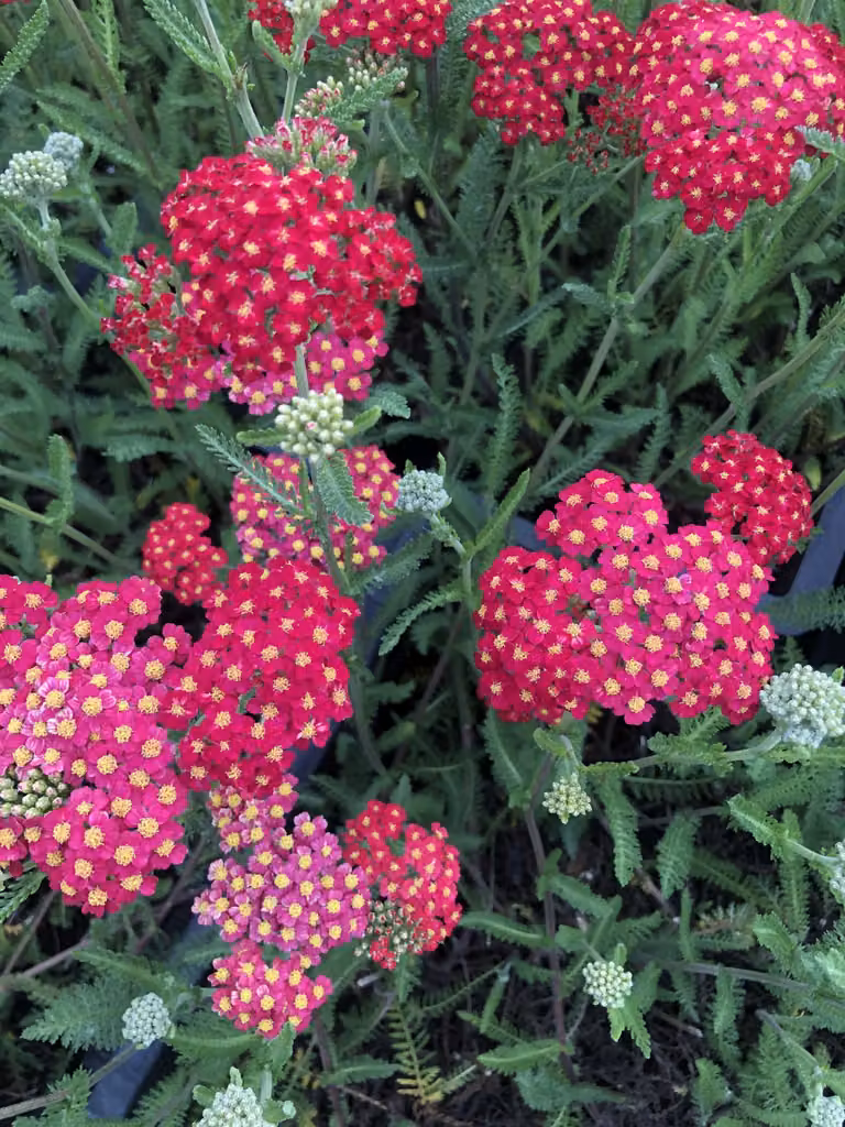 6 x Achillea millefolium 'Paprika' - Schafgarbe im topf 9 x 9 cm