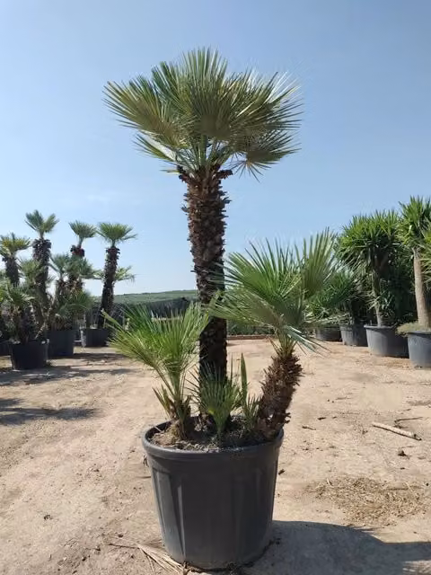 Palma Nana Chamaerops Humilis Vaso 70 cm Pianta Mediterranea Sempreverde