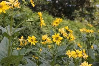 6 x Silphium perfoliatum - Silphium - Vaso 9 x 9 cm
