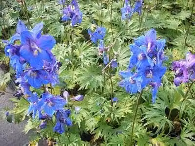 6 x Delphinium (b) 'Piccolo' - Delphinium - Vaso 9 x 9 cm