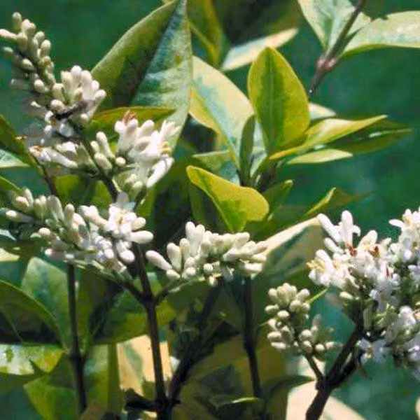 2 piante di ligustro ovalifolium (Ligustrum ovalifolium 'Aureum'), altezza 40-50 cm, in vaso