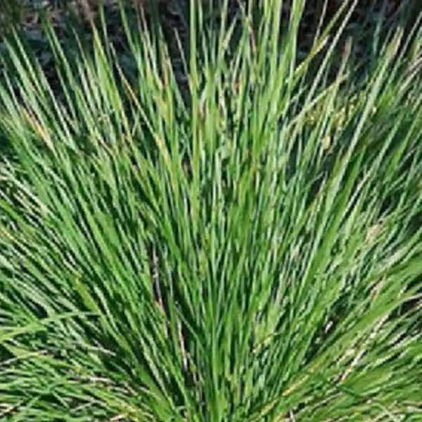 6 piante di erba blu delle paludi (Sesleria caerulea) | Vaso da 9x9 cm