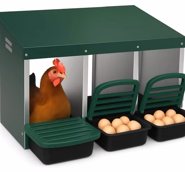 Nido per galline, design pieghevole, struttura in acciaio robusta, colore verde
