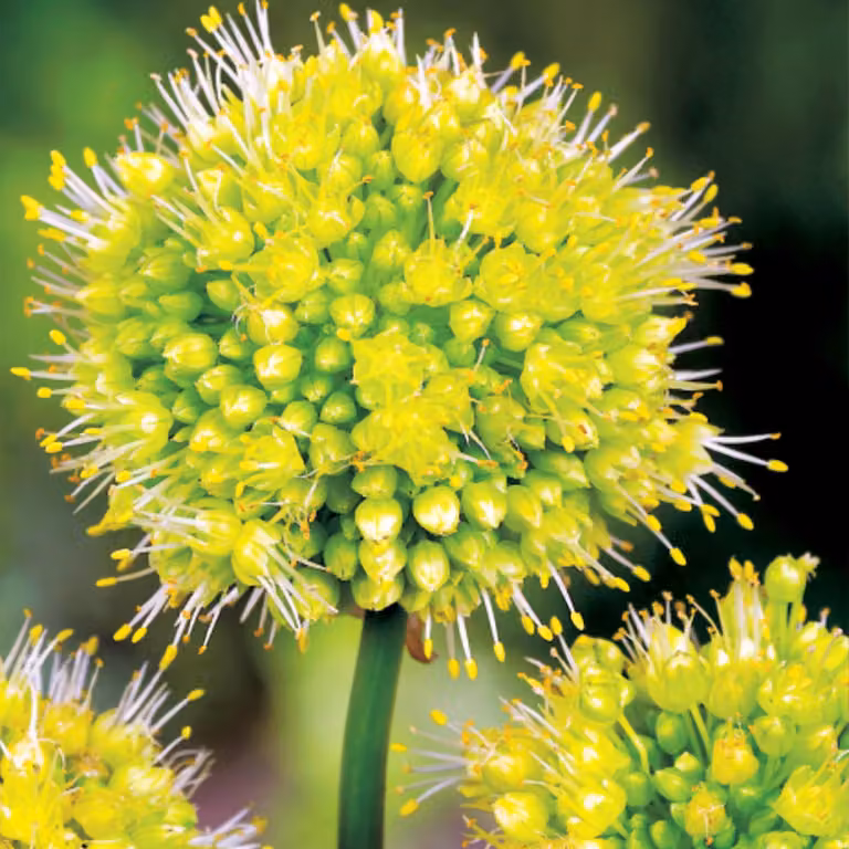 Bulbi da fiore Bulbi Porro ornamentale Allium Obliquum Giallo 1 pz.