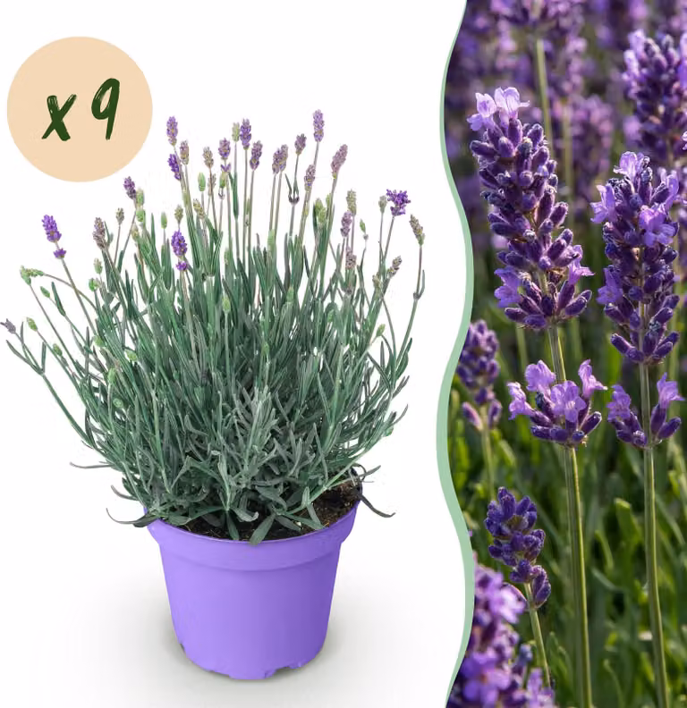 Lavandula angustifolia Munstead - Lavanda - Difficile - Viola - 9 piante - 20-25cm - Ø12cm - Pianta da giardino