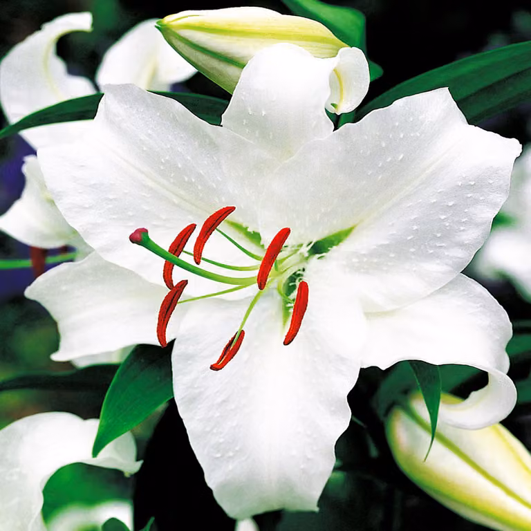 Gigli Bulbi Fiori Giglio orientale Casablanca 1 pz.
