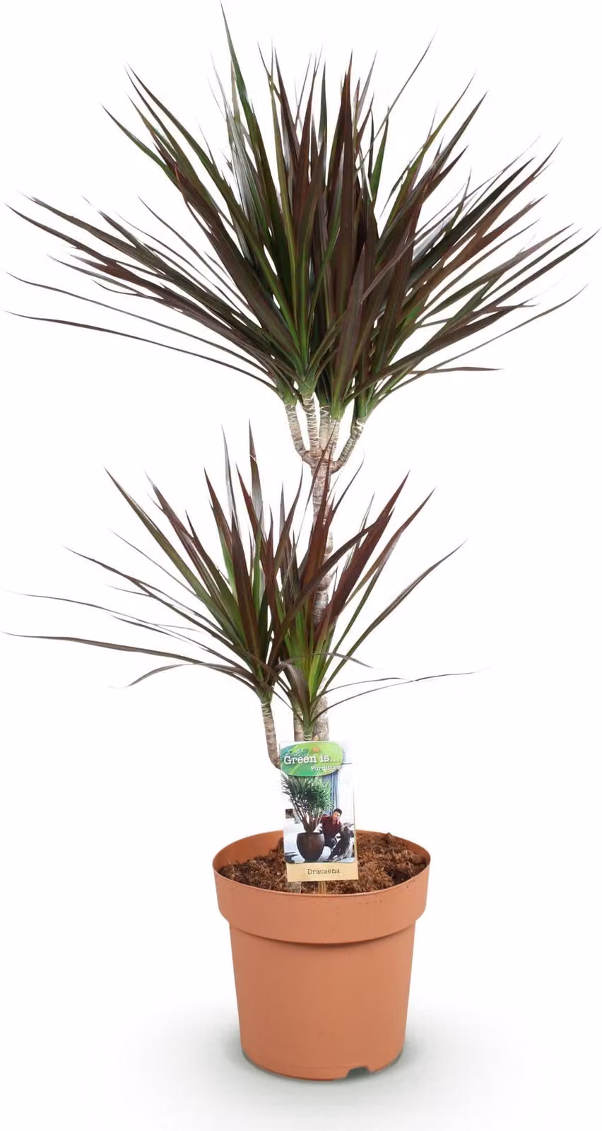 Dracaena Magenta - Albero del drago - 21cm - Altezza 90-100cm - Pianta da