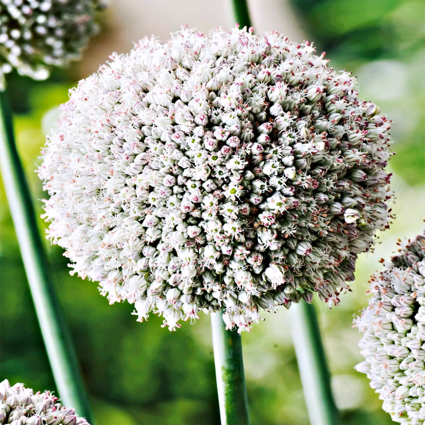 Bulbi da fiore Bulbi Porro ornamentale Allium White Cloud 5 pz.