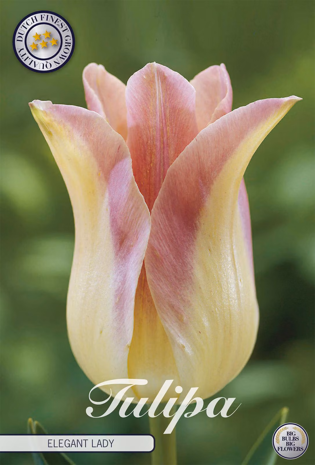 Tulipano Elegant Lady (7 pezzi) | Bulbi di tulipano di Sam van Schooten